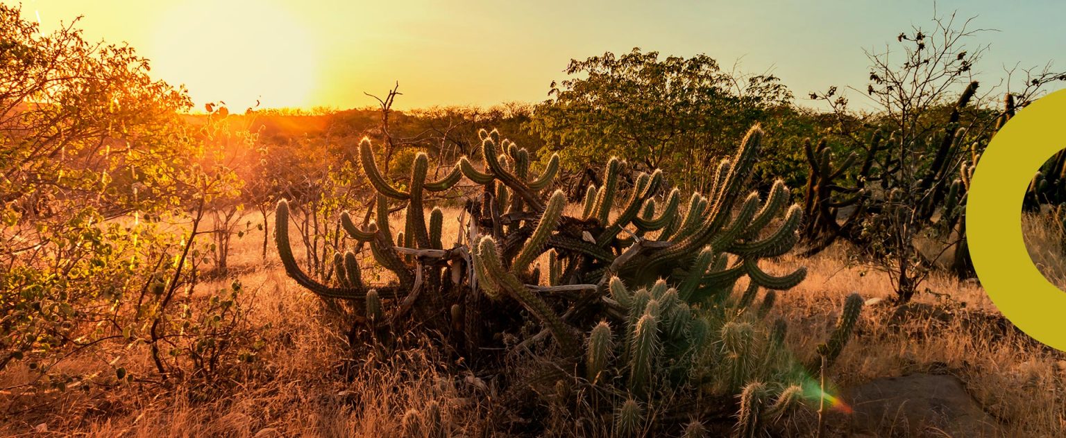 O Bioma Caatinga é Caracterizado Por Apresentar
