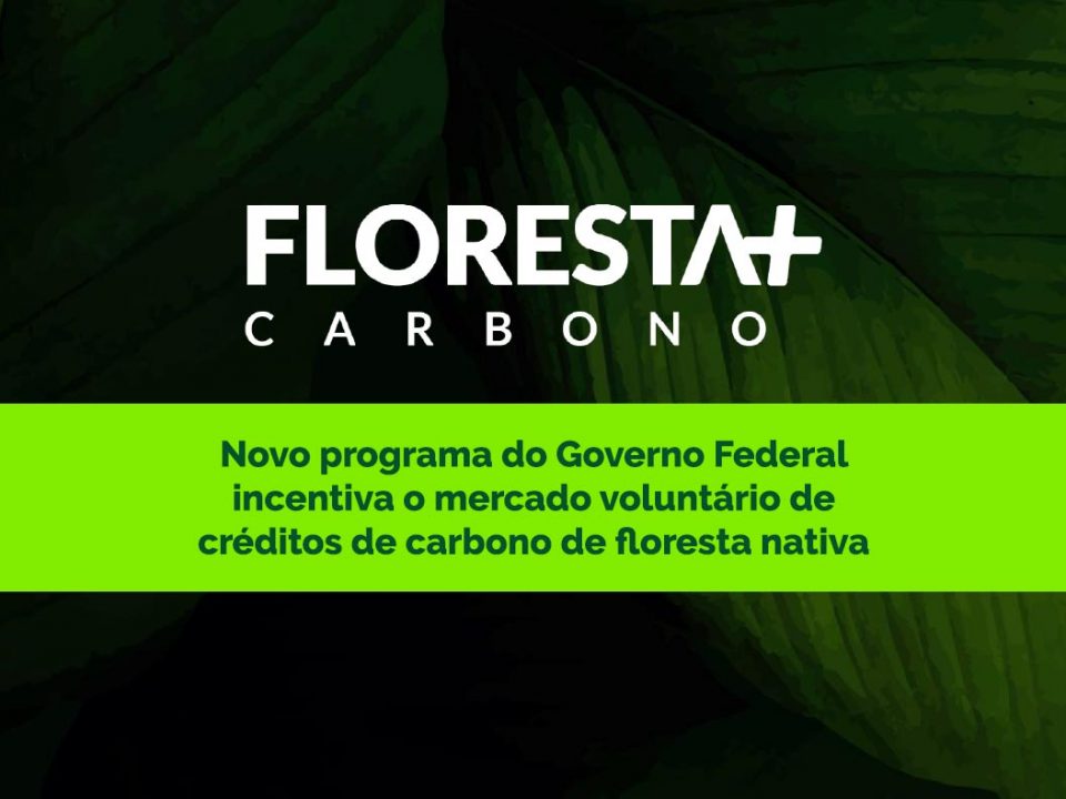 Floresta+ CARBONO: novo programa do Governo Federal incentiva o mercado voluntário de créditos de carbono de floresta nativa