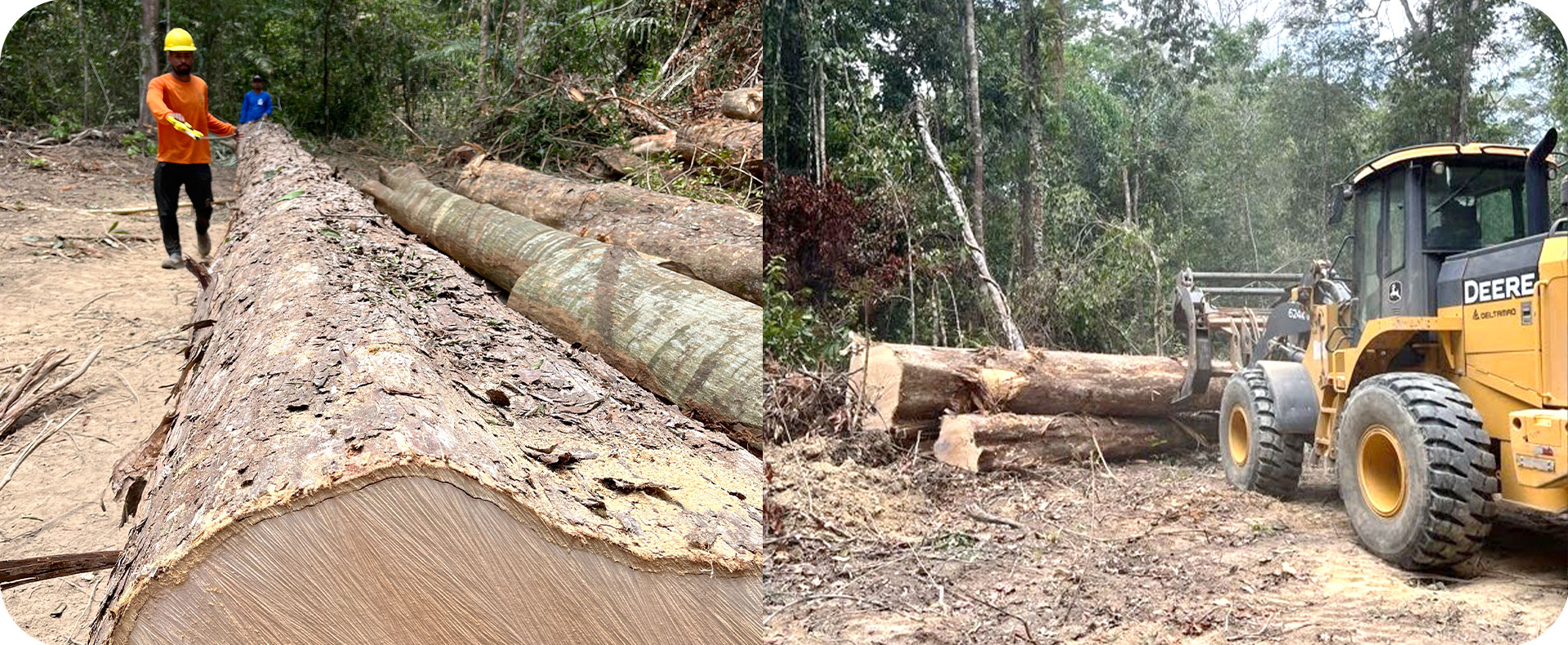 Operação de manejo florestal sustentável - Projeto REDD+ Jutaituba