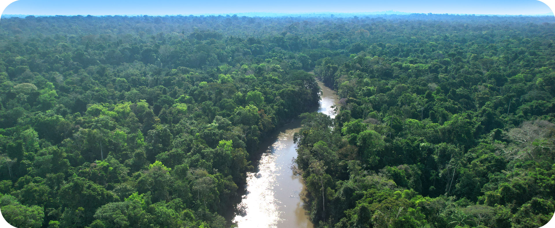 Floresta conservada pertencente a área do Projeto REDD+ Manoa, referência mundial em manejo florestal sustentável.